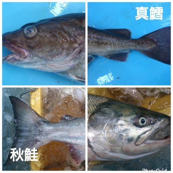 岩手県産　真たら　1本分切身（生）真たら白子セット　鮮魚