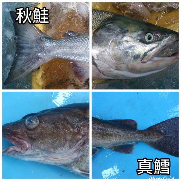 岩手県産　秋鮭（おす銀毛）1本分切身（生）鮮魚　鮭