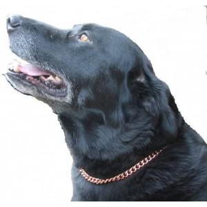 Copper 銅 犬用品 の商品一覧 ペット用品 生き物 通販 Yahoo ショッピング
