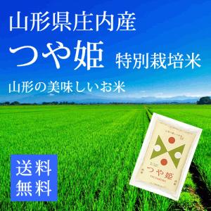 つや姫 白米５ｋｇ 山形県庄内産 特別栽培米 令和5年産｜sakata-souko