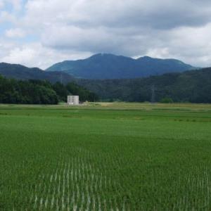 平成28年度 山形県産はえぬき 10Kg｜sake-abe