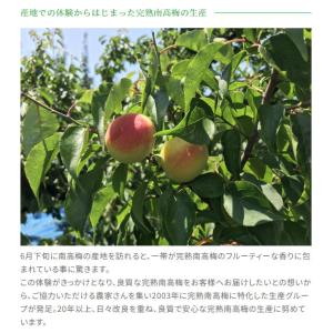 数量限定 チョーヤ アイスヌーボー(CHOYA...の詳細画像3