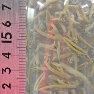 じゅんさい水煮 T葉 内容総量550g X2瓶...の詳細画像1