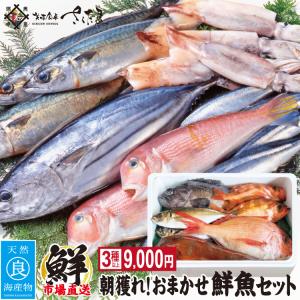 朝獲れおまかせ鮮魚セット9000円 コース ３種以上 詰め合わせ ウロコ・内臓・エラ処理済み 冷蔵便 爆買  ギフト