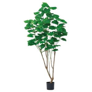 人工観葉植物 ウンベラータ （ポット付き） グリーン 高さ180cm （P276-a51106) （代引き不可）｜sakura-soleil