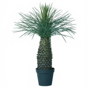 人工観葉植物 ユッカ ロストラータ ポット 120 （1個入り） MIRAKANA
