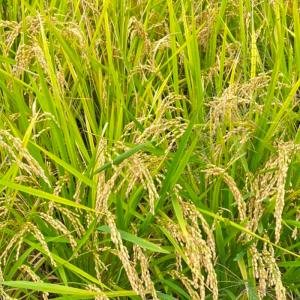 令和7年産 キヌヒカリ 兵庫県産 Miraka...の詳細画像2