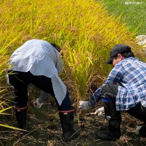 令和7年産 キヌヒカリ 兵庫県産 Miraka...の詳細画像3