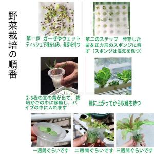 水耕栽培キット すいこう栽培キット 野菜 栽培...の詳細画像4