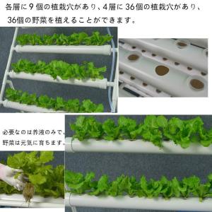 水耕栽培キット すいこう栽培キット 野菜 栽培...の詳細画像5
