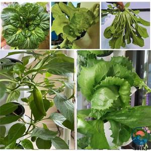 水耕栽培タワー 水耕栽培 屋外 屋内 垂直ガー...の詳細画像2