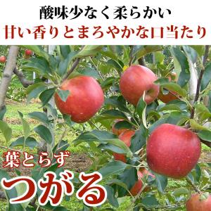 りんご 訳あり 青森県産 葉とらず サン つが...の詳細画像1