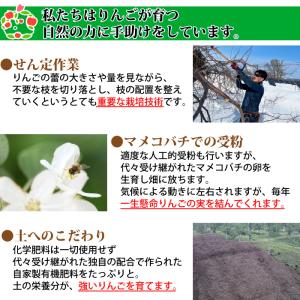 りんご 訳あり 青森県産 葉とらず サン つが...の詳細画像4