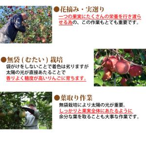 りんご 訳あり 青森県産 葉とらず サン つが...の詳細画像5