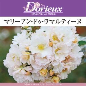 送料無料 ジャズ 6号鉢大苗予約 鉢植え バラ 薔薇 ロサ オリエンティス