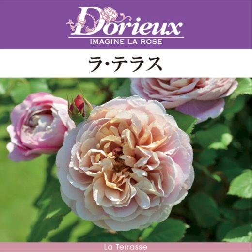 送料無料　ラ テラス6号鉢　春開花株　　鉢植え バラ 薔薇 ドリュ 大苗 フレンチローズ 開花苗