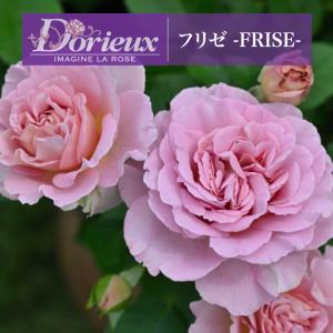 クリスマスローズ 花 苗 春 冬 ヘレボルス チベタヌス 鉢植え 2年生