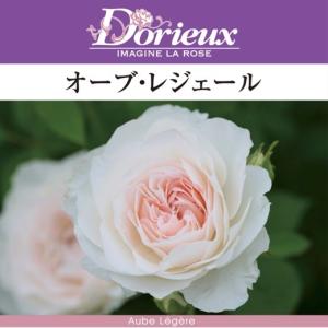 送料無料 タルト アブリコ 新苗4号鉢 鉢植え バラ 薔薇 河本バラ園