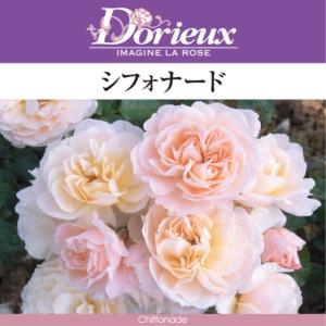 送料無料 ポルト ブルー 6号鉢 秋開花株 鉢植え バラ 薔薇 ロサ