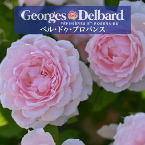 送料無料　ベルドゥプロバンス6号鉢大苗予約　　鉢植え バラ 薔薇 デルバール 大苗 フレンチローズ 冬 ベルドゥプロバンス 新品種 バラ苗