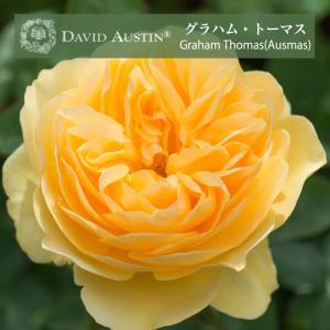 送料無料 エリザベート 6号鉢大苗予約 鉢植え バラ 薔薇 ロサ オリエン