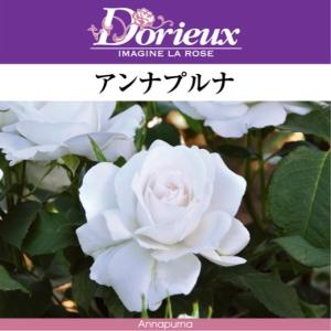 送料無料 レディ エマ ハミルトン 7号鉢大苗予約 鉢植え バラ 薔薇