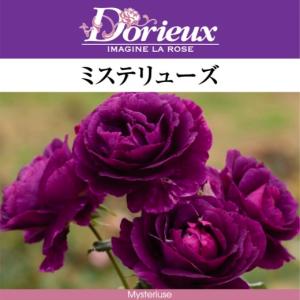 ミステリューズ（バラ苗：ドリュ） 大苗 《農林水産省 登録品種