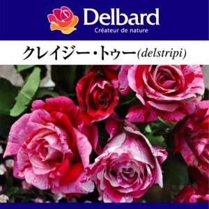 クリスマスローズ開花株 SDプリマヴェーラピンクゴールド 504 現品限り