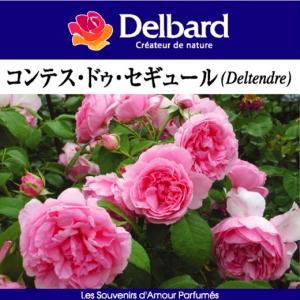 エリザベート　6号鉢　ロサオリエンティス　バラ 楽天市場】送料無料【エクリュ 6号鉢大苗予約】鉢植え バラ 薔薇