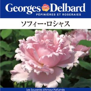 ラベル付き　河本バラ園 パニエ 8号鉢 ローズドゥメルスリー パニエ #Panier . . ピンクがかる落ち着いた茶系の花色に柔らかな