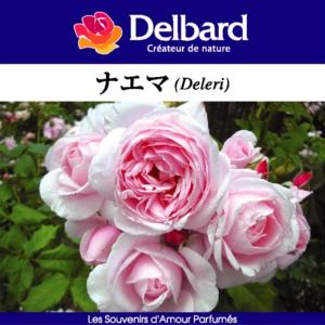 送料無料 パニエ 新苗4号鉢 鉢植え バラ 薔薇 河本バラ園 ローズ ドゥ