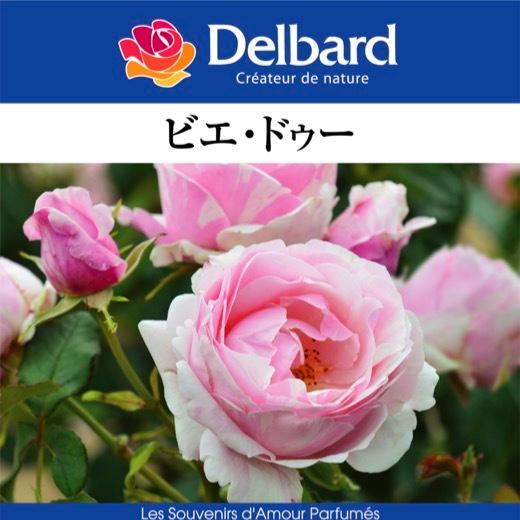 送料無料　ビエ ドゥー長尺7号 大苗　　鉢植え バラ 薔薇 デルバール 大苗 フレンチローズ 7号鉢...