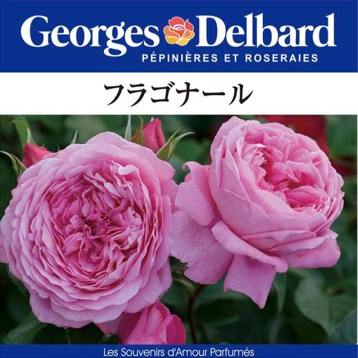 送料無料　フラゴナール　新苗4号鉢　　鉢植え バラ 薔薇 デルバール フレンチローズ