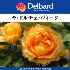 クリスマスローズ開花株 DDアフロディーテプリマヴェーラ 196 現品限り
