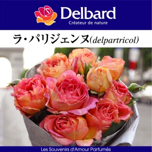 送料無料　ラ パリジェンヌ6号鉢　春開花株　　鉢植え バラ 薔薇 デルバール 大苗 フレンチローズ ...