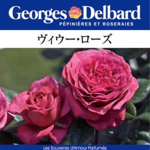 送料無料　ヴィウー ローズ6号鉢　春開花株　　鉢植え バラ 薔薇 デルバール 大苗 フレンチローズ 開花苗 ヴィウーローズ ビウーローズ