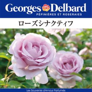 送料無料 ジャズ 6号鉢大苗予約 鉢植え バラ 薔薇 ロサ オリエンティス