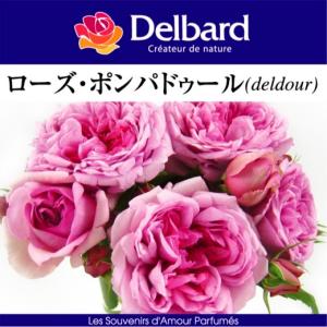 送料無料 パニエ 新苗4号鉢 鉢植え バラ 薔薇 河本バラ園 ローズ ドゥ