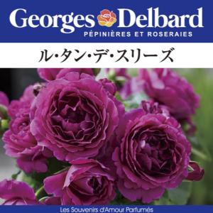 送料無料 パニエ 新苗4号鉢 鉢植え バラ 薔薇 河本バラ園 ローズ ドゥ