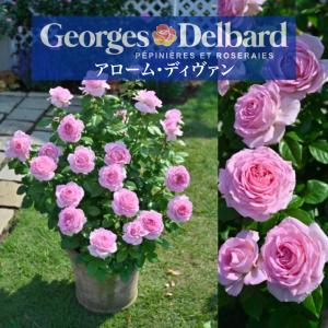 パニエ　バラ　苗　大株　正規品　ローズドゥメルスリー　3年生 楽天市場】バラ大苗 パニエ 7号 河本バラ園 河本麻記子さん ローズ