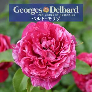 送料無料 ベルトモリゾ 新苗4号鉢 鉢植え バラ...の商品画像