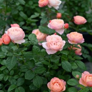 送料無料 タルトアブリコ6号鉢大苗予約 鉢植え...の詳細画像3
