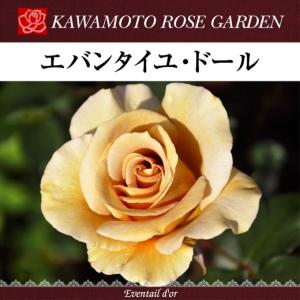 送料無料 パニエ 新苗4号鉢 鉢植え バラ 薔薇 河本バラ園 ローズ ドゥ