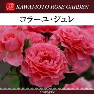 送料無料 パニエ 新苗4号鉢 鉢植え バラ 薔薇 河本バラ園 ローズ ドゥ
