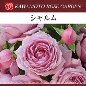 予約販売 バラ 苗 新苗 河本バラ園 タルトアブリコ 品種登録出願中