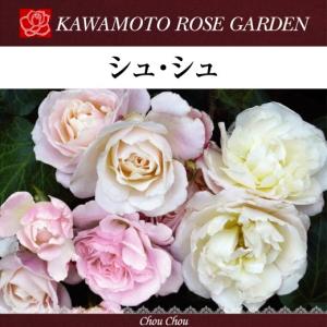 送料無料 タルト アブリコ 新苗4号鉢 鉢植え バラ 薔薇 河本バラ園
