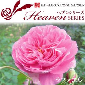 クリスマスローズ開花株 DDホワイトフラッシュ 079 現品限り : 金井