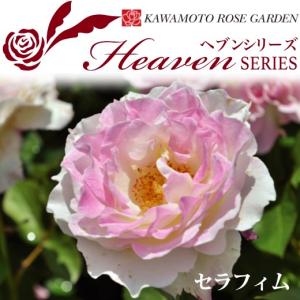 送料無料　セラフィム　新苗4号鉢　　鉢植え バラ 薔薇 河本バラ園 ローズ ヘブンシリーズ｜sakuranbo-honpo