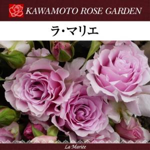 送料無料 パニエ 新苗4号鉢 鉢植え バラ 薔薇 河本バラ園 ローズ ドゥ