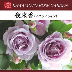 送料無料 紫式部 6号鉢 春開花株 鉢植え バラ 薔薇 ロサ オリエン